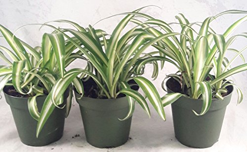 Ocean Spider Plant - 4'' Pot 3 Pack for Better Growth - Cleans the Air/Easy to Grow by Jmbamboo