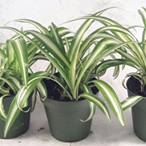 Ocean Spider Plant - 4'' Pot 3 Pack for Better Growth - Cleans the Air/Easy to Grow by Jmbamboo