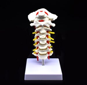 cervical vertebra arteria spine spinal nerves anatomical model anatomy for science classroom study display teaching medical model