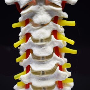 Cervical Vertebra Arteria Spine Spinal Nerves Anatomical Model Anatomy for Science Classroom Study Display Teaching Medical Model