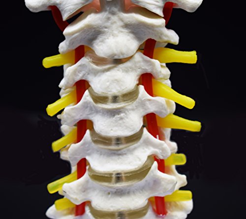 Cervical Vertebra Arteria Spine Spinal Nerves Anatomical Model Anatomy for Science Classroom Study Display Teaching Medical Model