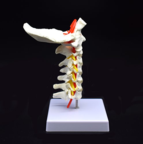 Cervical Vertebra Arteria Spine Spinal Nerves Anatomical Model Anatomy for Science Classroom Study Display Teaching Medical Model