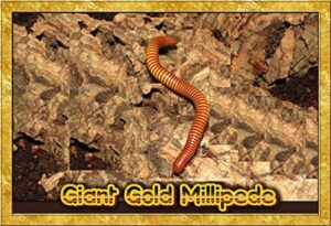insectsales.com live giant gold millipede educational & fun (orthroporus ornatus)