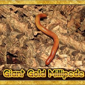 Insectsales.com Live Giant Gold Millipede Educational & Fun (Orthroporus ornatus)