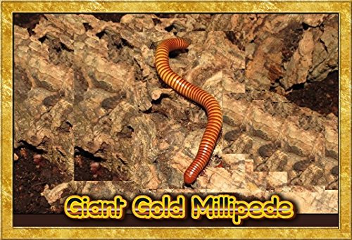 Insectsales.com Live Giant Gold Millipede Educational & Fun (Orthroporus ornatus)