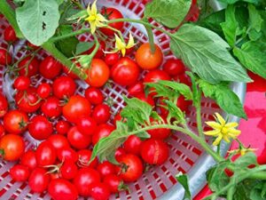 30 seeds of everglades tomato (non-gmo)