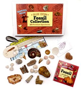 dancing bear fossil collection set, 20 real premium specimens: trilobite, ammonite, fish fossil, shark tooth, petrified wood, dinosaur bone, fossil book, time scale, id cards, stem science kit