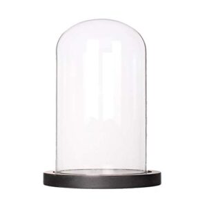 glass cloche bell jar display dome with black wooden base dia 6" x h 10"