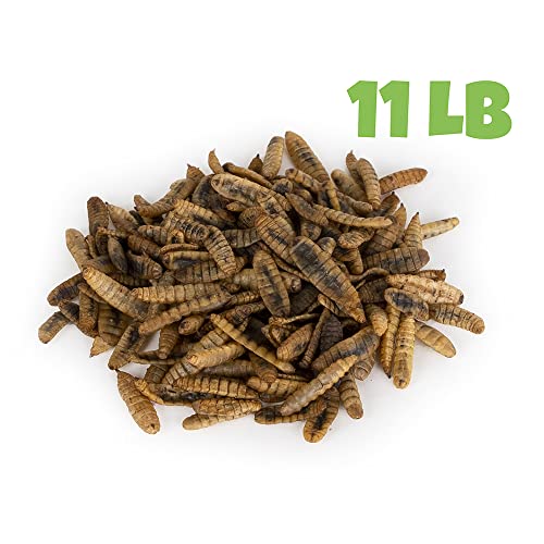 North American Grown Dried Black Soldier Fly Larvae (11 lbs) - More Calcium Than Mealworms - Treats for Chickens, Wild Birds, & Reptiles