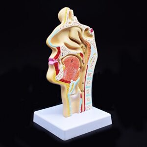 XINDAM Human Anatomical Nasal Cavity Throat Anatomy Medical Model For Science Classroom Study Display Teaching Medical Model