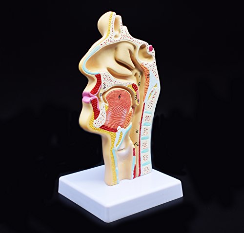 XINDAM Human Anatomical Nasal Cavity Throat Anatomy Medical Model For Science Classroom Study Display Teaching Medical Model