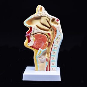 XINDAM Human Anatomical Nasal Cavity Throat Anatomy Medical Model For Science Classroom Study Display Teaching Medical Model