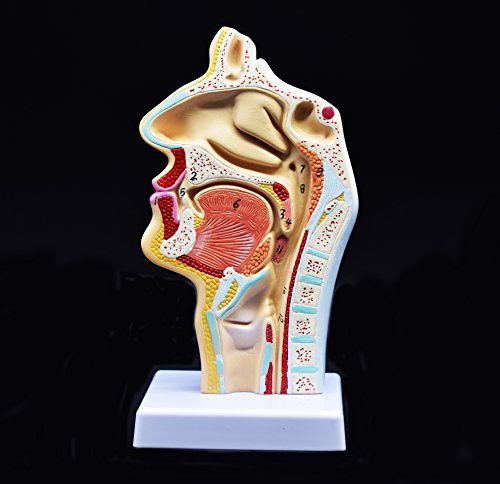 XINDAM Human Anatomical Nasal Cavity Throat Anatomy Medical Model For Science Classroom Study Display Teaching Medical Model