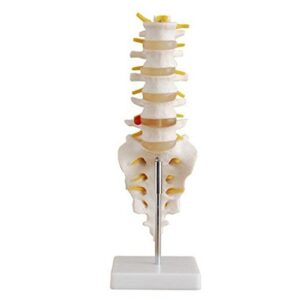 tinsay anatomical human spine model consists of 5 lumbar vertebrae with intervertebral discs,lumbar nerves and spinal cord.