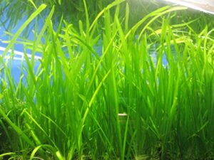 6 jungle val - jungle vallisneria live aquarium freshwater plants
