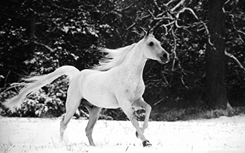 WHITE-AS-SNOW Horse Coat Enhancing Supplement For Light Colored Horses 4lbs