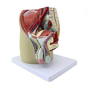 zeta male pelvis male genital system anatomical model human anatomy model median sagittal section model