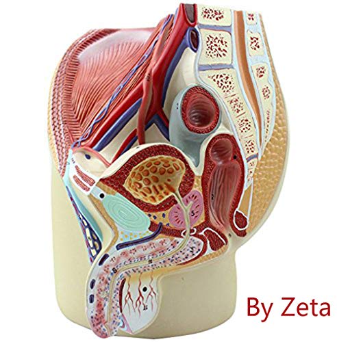 Zeta Male Pelvis Male Genital System Anatomical Model Human Anatomy Model Median Sagittal Section Model