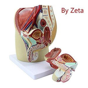 Zeta Male Pelvis Male Genital System Anatomical Model Human Anatomy Model Median Sagittal Section Model