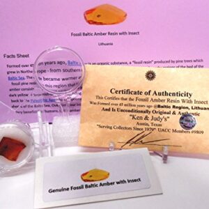 Genuine Fossil Baltic Amber Resin with Insect Inclusion from Lithuania with Free Magnifying Glass, Acrylic Display Stand, Fact Sheet & COA Bundle.