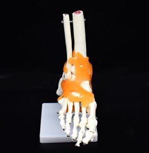 human foot skeleton model with ligaments, flexible, anatomically accurate foot skeleton model life size human skeleton anatomy for science classroom study display teaching medical model