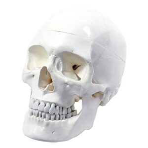 Wellden Medical Anatomical Skull Model, 4-Part, with Lower Jaw 16 Teeth Extractable