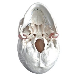 Wellden Medical Anatomical Skull Model, 4-Part, with Lower Jaw 16 Teeth Extractable