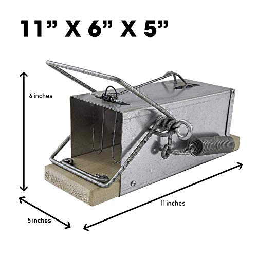 Squirrel Traps Outdoor - Squirrel Traps - Ouell Traps - Trap for Squirrels (Big)