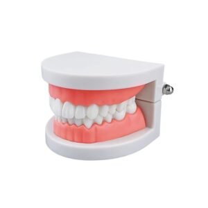 Standard Teeth Model, YOUYA DENTAL Kids Dental Teaching Study Supplies Adults Standard Typodont Demonstration Teeth Model(Without Wisdom Teeth)