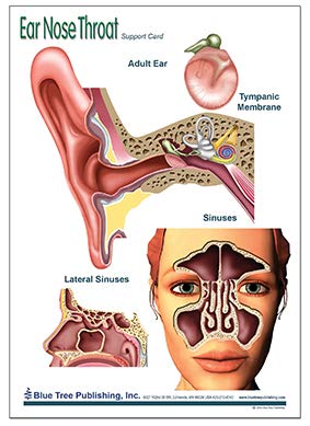 Ear Nose and Throat Support Card