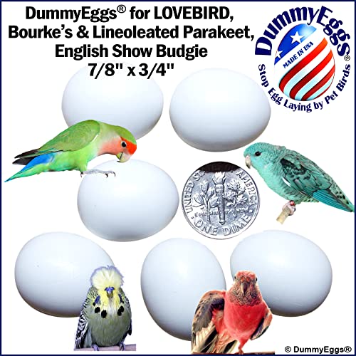 DummyEggs 6 Lovebird to Stop Laying! Realistic 7/8" x 3/4" Plastic Mock Fake Bird Eggs for Lovebird, Lineoleated, Eng Budgie, Bourke's. Solid Non-Toxic Plastic. Ship Fast USA