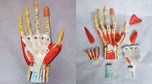 medical anatomical hand skeleton model with ligaments, muscles, nerves and arteries, 7-part, life size