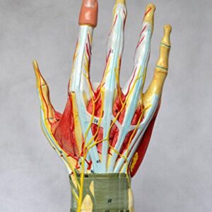 Medical Anatomical Hand Skeleton Model with Ligaments, Muscles, Nerves and Arteries, 7-Part, Life Size