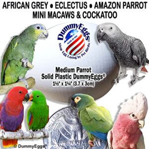 DummyEggs 2 Medium Parrot Dummy Eggs to Control Laying! 1.5" x 1" (3.7 x 3cm) Non-Toxic Solid Plastic Fake Bird Eggs African Grey, Eclectus, Azn, Small Cockatoo or Macaw. Ship Fast USA