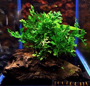 african fern - bolbitis baby leaf fern in 2" pot | freshwater aquarium plant