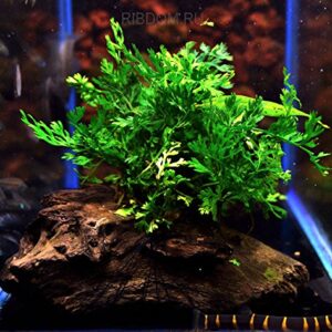 African Fern - Bolbitis Baby Leaf Fern in 2" Pot | Freshwater Aquarium Plant