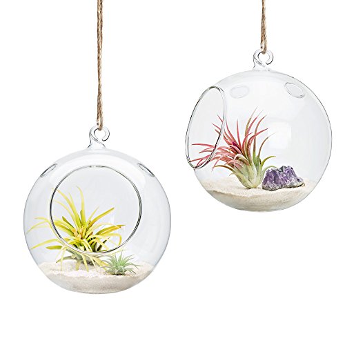 Mkono 6-Inch Hanging Glass Planter Round Air Plant Terrarium Decorations for Succulent, Tillandsia, Candle Holder, 2 Packs