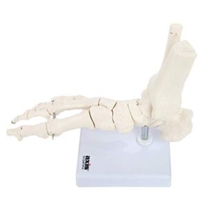 axis scientific human skeletal foot model with ankle | anatomically accurate design | foot bones and joints bound with wire showing natural range of motion | comes on durable base