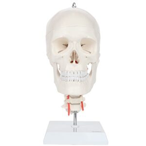 axis scientific 3-part human skull model with flexible neck | life size plastic skull on a flexible cervical spine molded from a real human skull