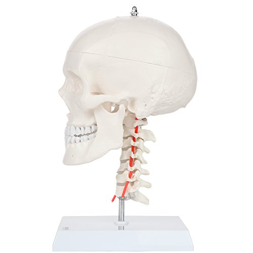 Axis Scientific 3-Part Human Skull Model with Flexible Neck | Life Size Plastic Skull on a Flexible Cervical Spine Molded from a Real Human Skull