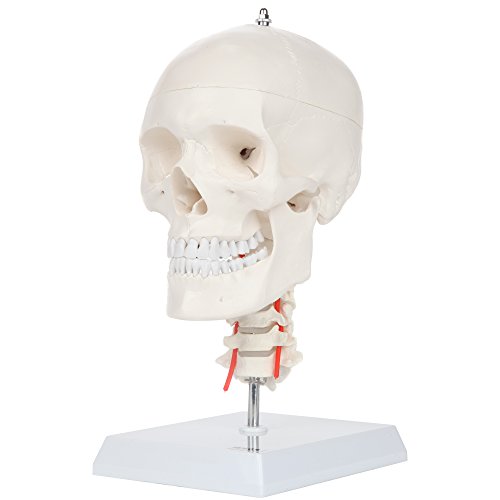 Axis Scientific 3-Part Human Skull Model with Flexible Neck | Life Size Plastic Skull on a Flexible Cervical Spine Molded from a Real Human Skull