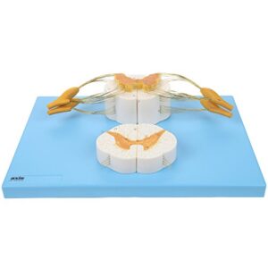 axis scientific enlarged spinal cord model, 8x life size nerves plus anterior and posterior nerve roots and spinal ganglion - includes product manual, and base for display