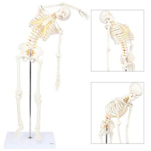 axis scientific mini human flexible skeleton model with stand, 34" tall skeleton includes flexible spine and removable arms and legs, a stand and base for display and demonstration,