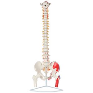 axis scientific painted flexible spine model, 36" life size spinal cord anatomy model demonstrates muscle origins,insertion points,vertebrae, nerves, arteries, lumbar column, includes stand
