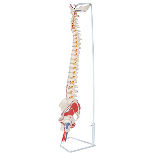 Axis Scientific Painted Flexible Spine Model, 36" Life Size Spinal Cord Anatomy Model Demonstrates Muscle Origins,Insertion Points,Vertebrae, Nerves, Arteries, Lumbar Column, Includes Stand