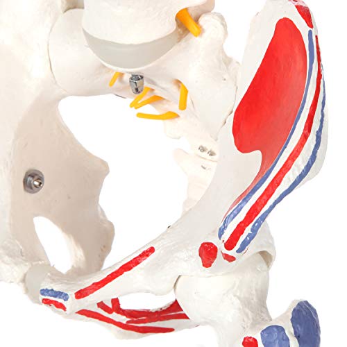 Axis Scientific Painted Flexible Spine Model, 36" Life Size Spinal Cord Anatomy Model Demonstrates Muscle Origins,Insertion Points,Vertebrae, Nerves, Arteries, Lumbar Column, Includes Stand