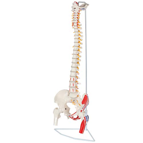 Axis Scientific Painted Flexible Spine Model, 36" Life Size Spinal Cord Anatomy Model Demonstrates Muscle Origins,Insertion Points,Vertebrae, Nerves, Arteries, Lumbar Column, Includes Stand