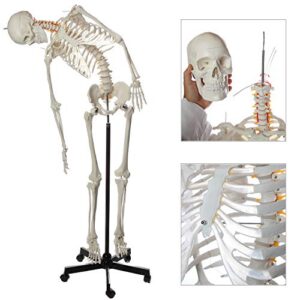 axis scientific flexible life-size skeleton anatomical model, bundle containing 5' 6" anatomically correct skeleton, 206 bones, interactive medical replica, adjustable rolling stand, dust cover