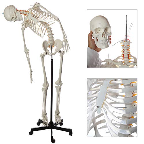 Axis Scientific Flexible Life-Size Skeleton Anatomical Model, Bundle Containing 5' 6" Anatomically Correct Skeleton, 206 Bones, Interactive Medical Replica, Adjustable Rolling Stand, Dust Cover