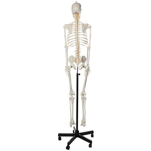 Axis Scientific Flexible Life-Size Skeleton Anatomical Model, Bundle Containing 5' 6" Anatomically Correct Skeleton, 206 Bones, Interactive Medical Replica, Adjustable Rolling Stand, Dust Cover